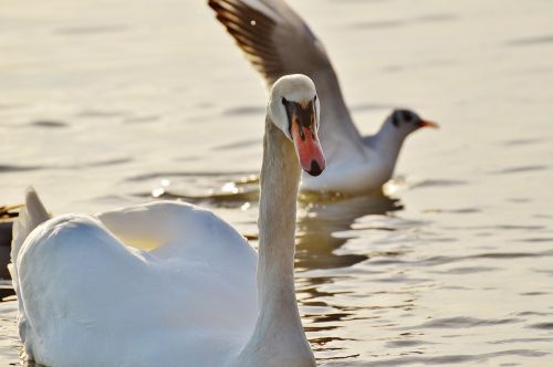 seagull swan water