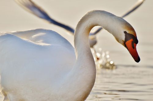 seagull swan water