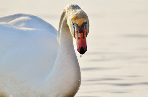 seagull swan water