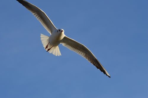 seagull fly bird