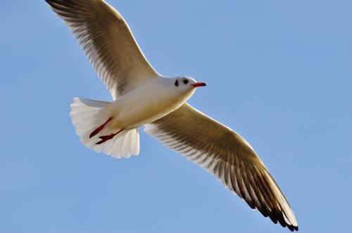 seagull fly bird