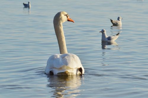 seagull swan water