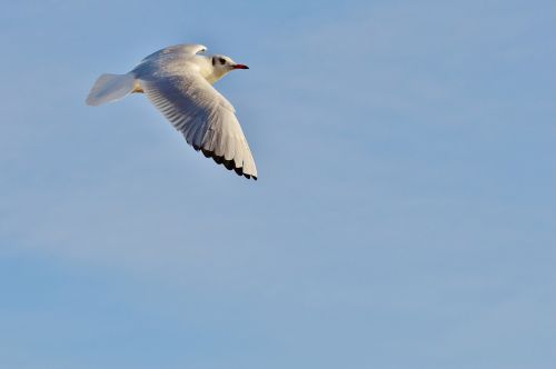 seagull fly bird