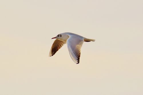 seagull water lake constance