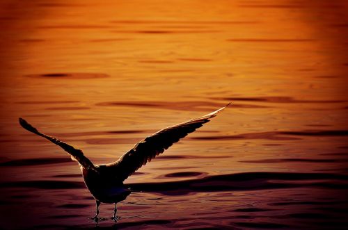 seagull water lake constance