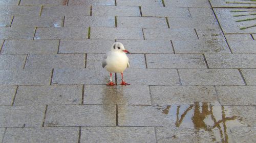 seagull seevogel water bird