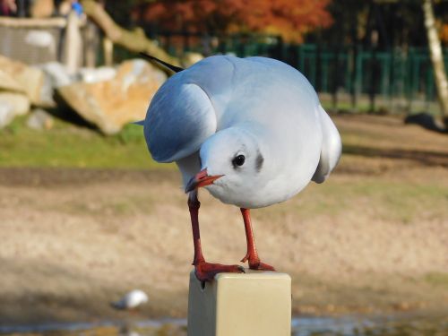 seagull water bird bird