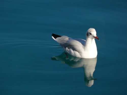 seagull water swim