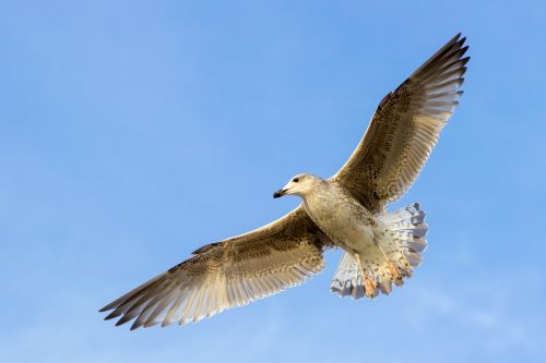 seagull bird flying