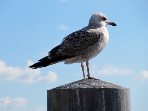 seagull bird animal