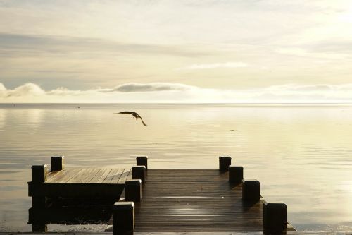 seagull woodbridge early in the morning