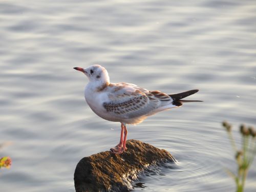 seagull bird sea