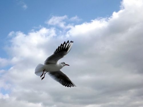 seagull birds fly