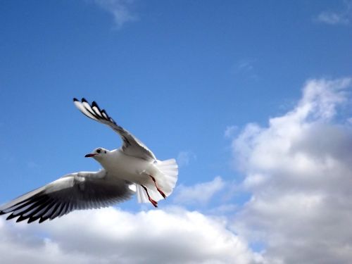 seagull fly birds