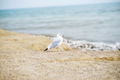 seagull seaside bird