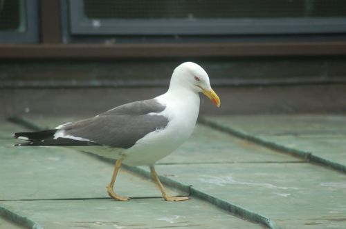seagull walkway bird