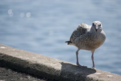 seagull bird sea