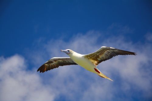 seagull free sky