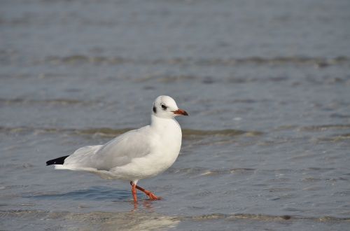 seagull bird water bird