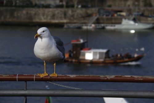 seagull vigilant rio