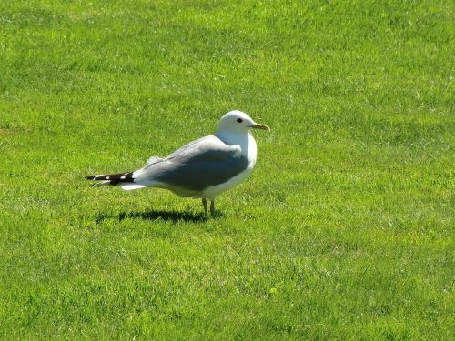 seagull grass summer