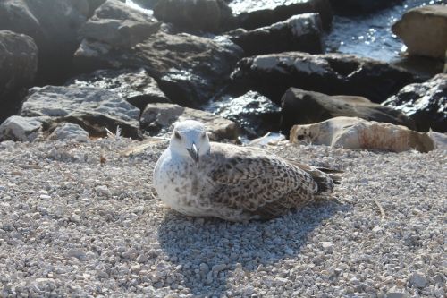 seagull beach croatia