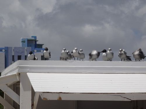 seagull beach miami