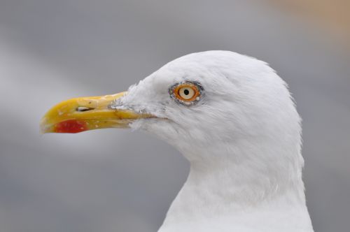 seagull gull animal