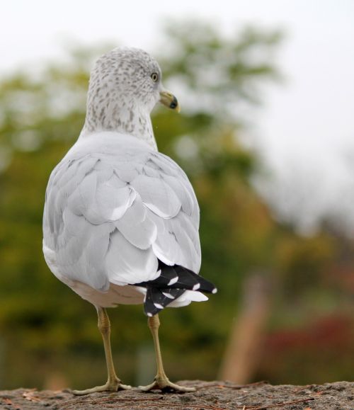 seagull gull bird