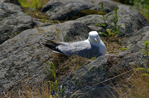 seagull nest sit