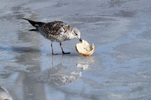 seagull eating ice