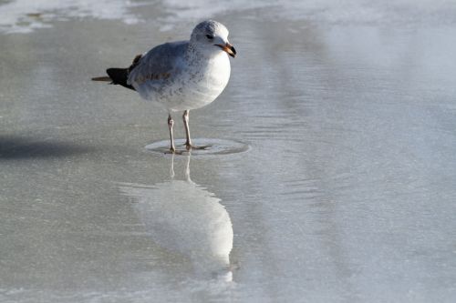 seagull eating ice