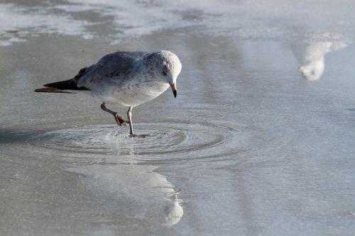 seagull eating ice