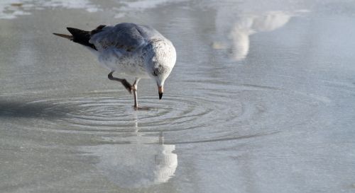 seagull eating ice