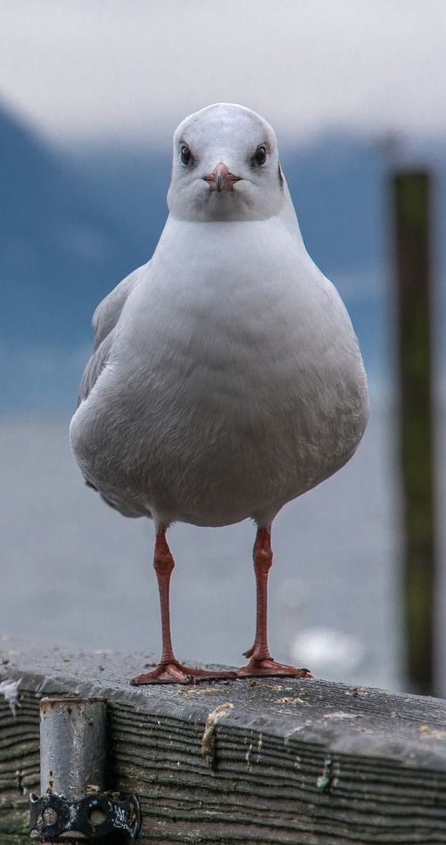 seagull bird water