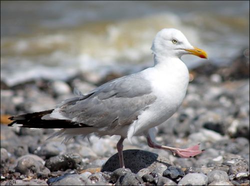 seagull bird gull