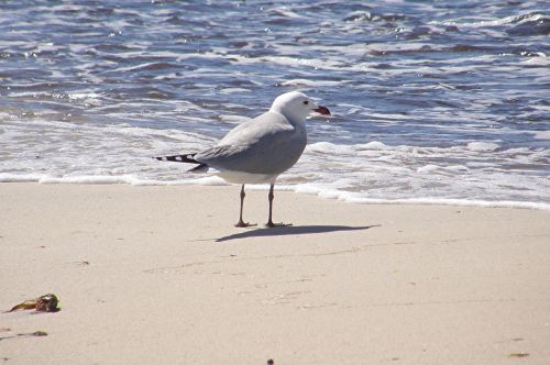 seagull animals birds