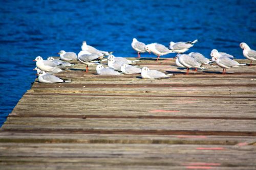 seagull lake bird