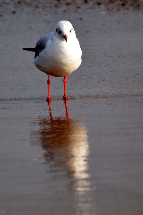 seagull sea boot