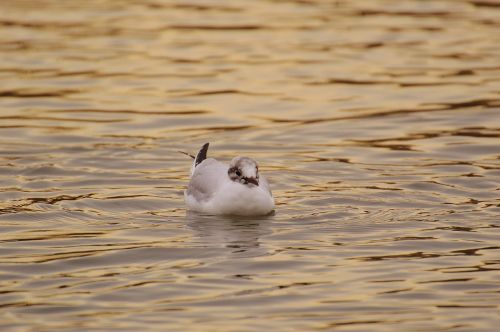 seagull water lake