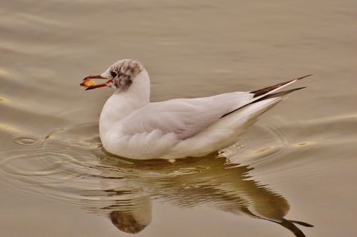 seagull water lake