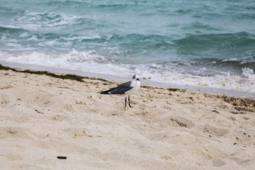 seagull beach sea