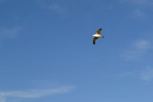 seagull bird sky