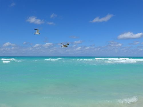 seagull cuba beach