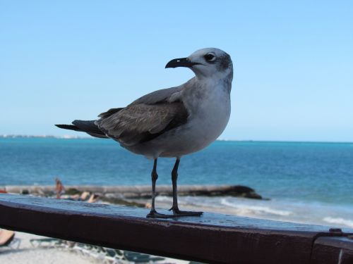 seagull birds mar