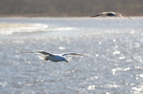 seagull sea bird