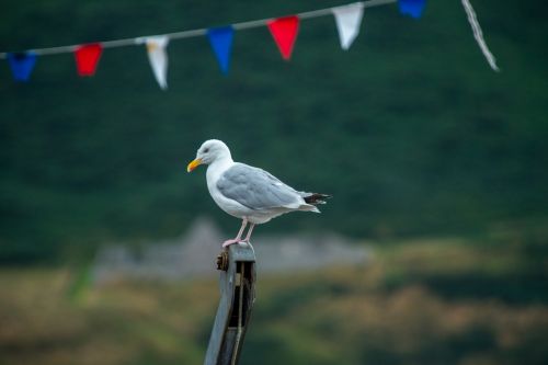 seagull bird white