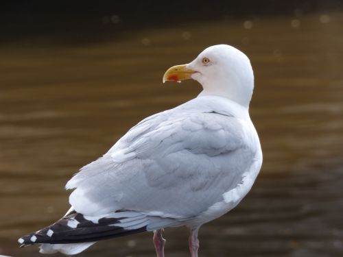 seagull bird nature