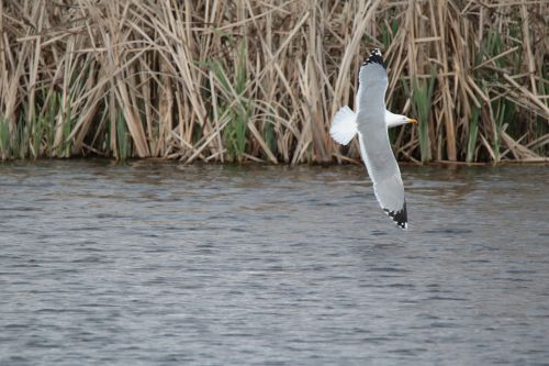 seagull pond lake