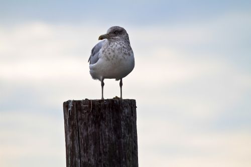 seagull perched bird